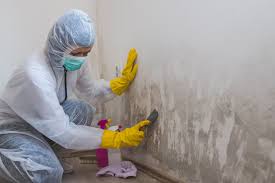 Trusted Artondale, WA Mold Inspection Experts